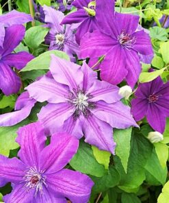 Clematis Kacper (wielkokwiatowy) P9/C1 - obrazek 4