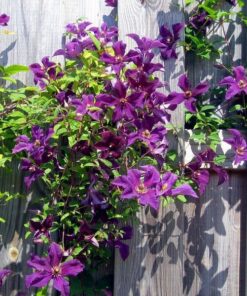 Alternative view of Clematis Kacper (wielkokwiatowy) poj, 4L