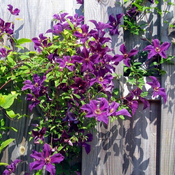 Clematis Kacper (wielkokwiatowy) poj, 4L - obrazek 2