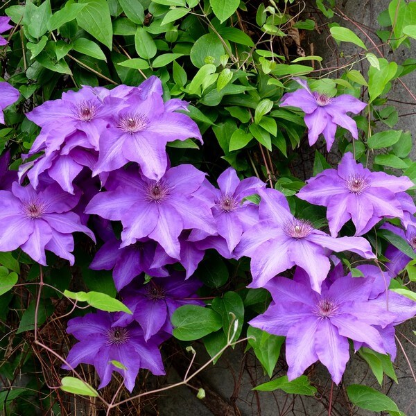 Clematis Kacper (wielkokwiatowy) poj. 2L - obrazek 4