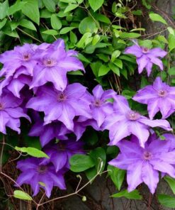 Clematis Kacper (wielkokwiatowy) poj, 4L