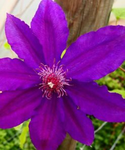 Clematis Kacper (wielkokwiatowy) poj, 4L - obrazek 3