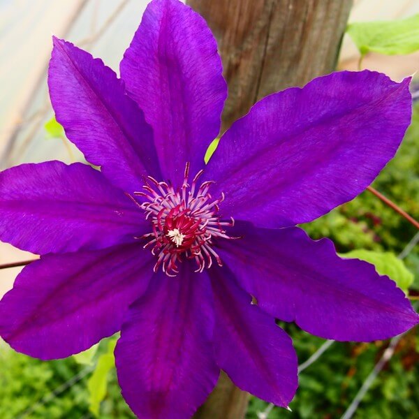 Clematis Kacper (wielkokwiatowy) poj, 4L - obrazek 3