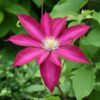 Clematis 'Kakio Pink Champagne' poj, 2L
