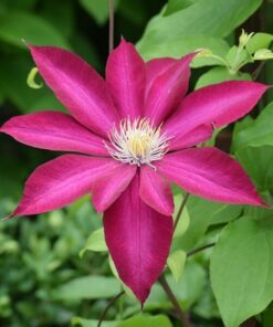 Clematis 'Kakio Pink Champagne' poj. 4L