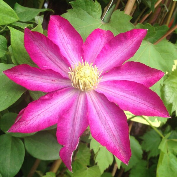 Clematis 'Kakio Pink Champagne' poj, 2L - obrazek 4
