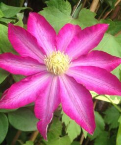 Clematis 'Kakio Pink Champagne' poj. 4L - obrazek 4