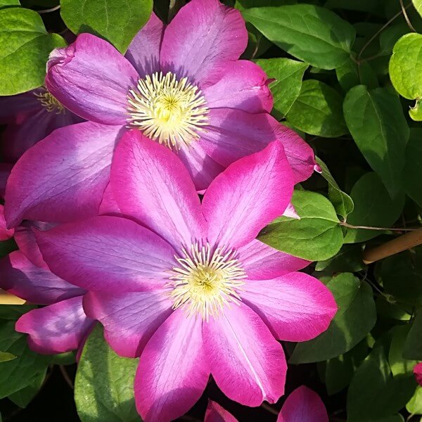 Clematis 'Kakio Pink Champagne' P9/C1 - obrazek 3