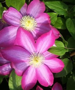 Alternative view of Clematis 'Kakio Pink Champagne' poj. 4L