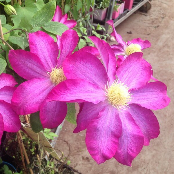 Clematis 'Kakio Pink Champagne' P9/C1 - obrazek 2