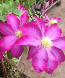 Clematis 'Kakio Pink Champagne' poj. 4L - obrazek 3