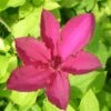 Clematis Kardynał Wyszyński (wielkokwiatowy) P9/C1
