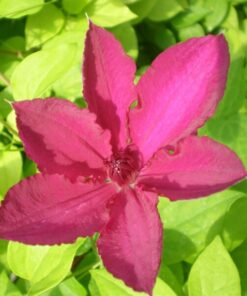 Clematis Kardynał Wyszyński (wielkokwiatowy) poj. 2l - obrazek 5