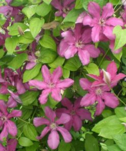 Clematis Kardynał Wyszyński (wielkokwiatowy) P9/C1 - obrazek 3