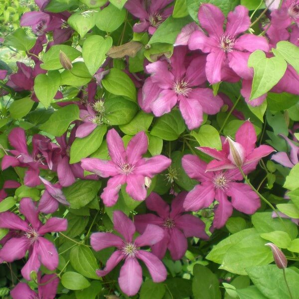Clematis Kardynał Wyszyński (wielkokwiatowy) poj. 2l - obrazek 3