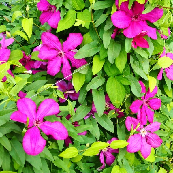 Clematis Kardynał Wyszyński (wielkokwiatowy) poj. 2l - obrazek 2