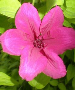 Clematis Kardynał Wyszyński (wielkokwiatowy) P9/C1 - obrazek 5