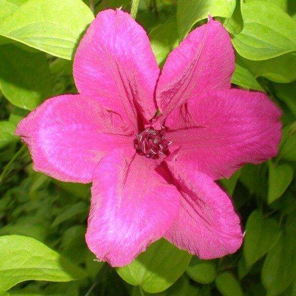 Clematis Kardynał Wyszyński (wielkokwiatowy) poj. 2l
