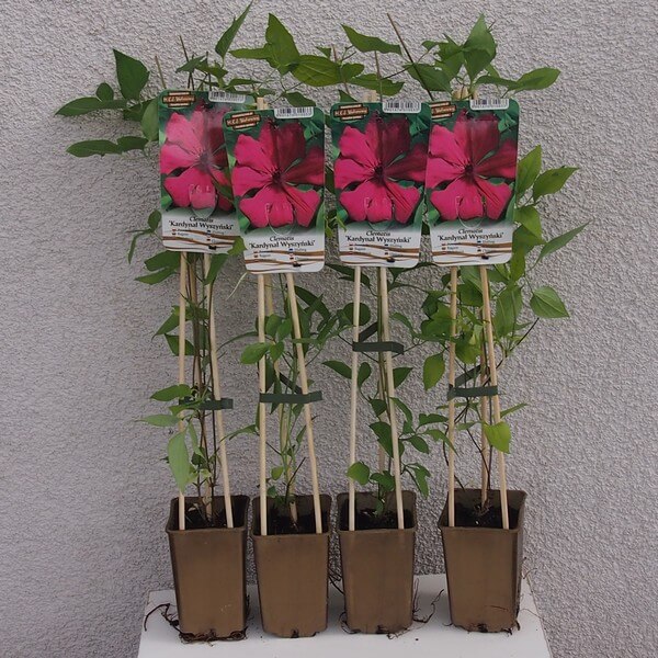 Clematis Kardynał Wyszyński (wielkokwiatowy) poj. 2l - obrazek 4