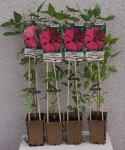 Clematis Kardynał Wyszyński (wielkokwiatowy) P9/C1 - obrazek 4