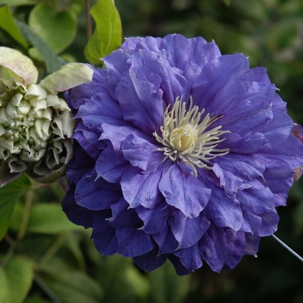 Clematis Kiri Te Kanawa (wielkokwiatowy) PEŁNY poj.2l - obrazek 4