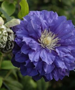 Clematis Kiri Te Kanawa (wielkokwiatowy) PEŁNY P9/C1
