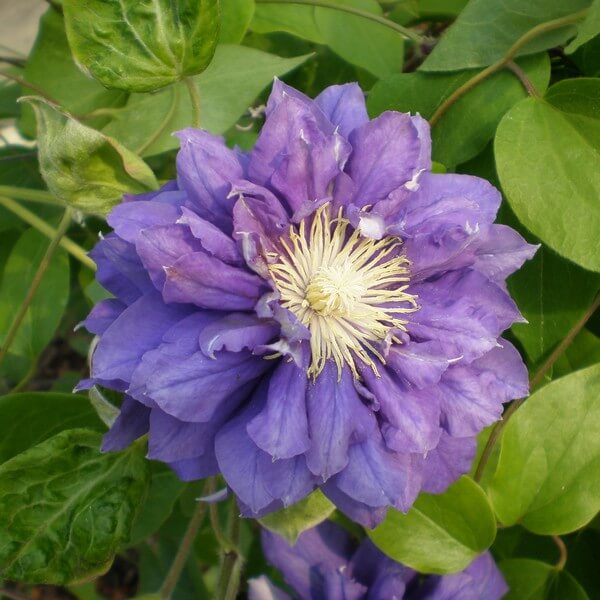Clematis Kiri Te Kanawa (wielkokwiatowy) PEŁNY poj.2l