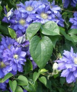 Clematis Kiri Te Kanawa (wielkokwiatowy) PEŁNY P9/C1 - obrazek 4