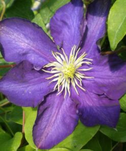 Clematis Lady Betty Balfour (wielkokwiatowy) poj. 4l - obrazek 4