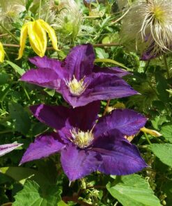 Clematis Lady Betty Balfour (wielkokwiatowy) poj. 4l - obrazek 3