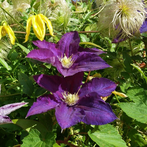 Clematis Lady Betty Balfour (wielkokwiatowy) P9/C1 - obrazek 3