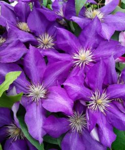 Clematis Lady Betty Balfour (wielkokwiatowy) P9/C1 - obrazek 4