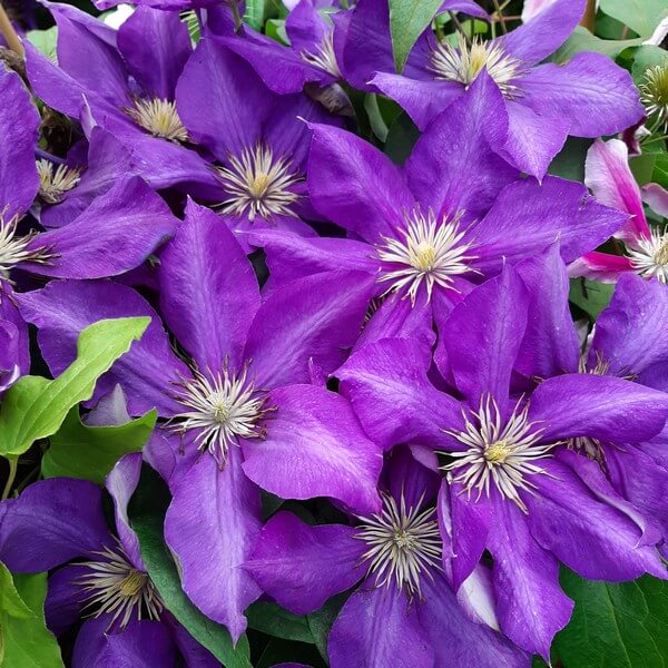 Clematis Lady Betty Balfour (wielkokwiatowy) P9/C1 - obrazek 4