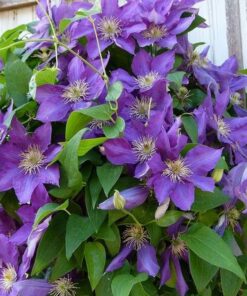 Alternative view of Clematis Lady Betty Balfour (wielkokwiatowy) P9/C1