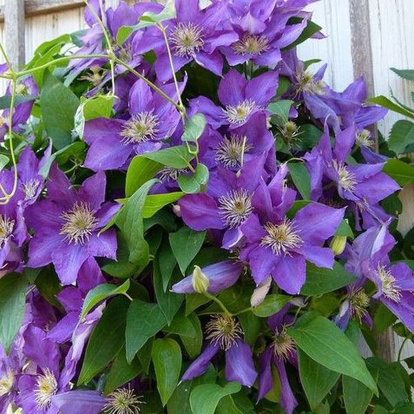Clematis Lady Betty Balfour (wielkokwiatowy) P9/C1 - obrazek 2