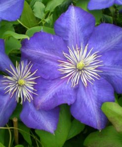 Clematis Lasurstern (wielkokwiatowy) poj. 2L - obrazek 4