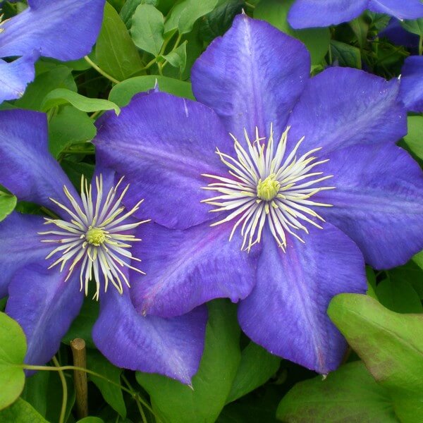 Clematis Lasurstern (wielkokwiatowy) P9/C1 - obrazek 2