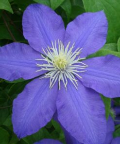Clematis Lasurstern (wielkokwiatowy) poj. 2L - obrazek 3