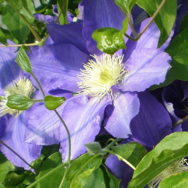 Clematis Lasurstern (wielkokwiatowy) poj. 2L - obrazek 2