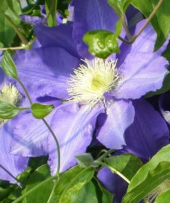 Clematis Lasurstern (wielkokwiatowy) poj, 4L - obrazek 3