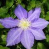 Clematis Lasurstern (wielkokwiatowy) poj. 2L