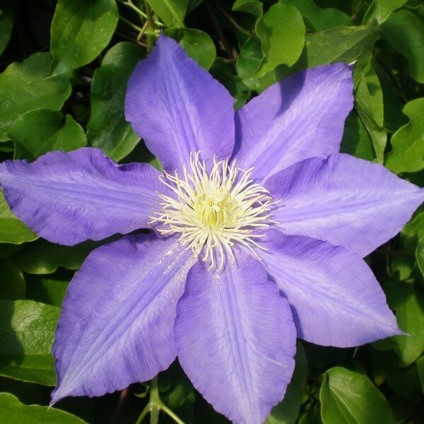 Clematis Lasurstern (wielkokwiatowy) P9/C1 - obrazek 4