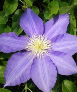 Clematis Lasurstern (wielkokwiatowy) poj, 4L - obrazek 4