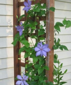 Clematis Lasurstern (wielkokwiatowy) poj, 4L - obrazek 5