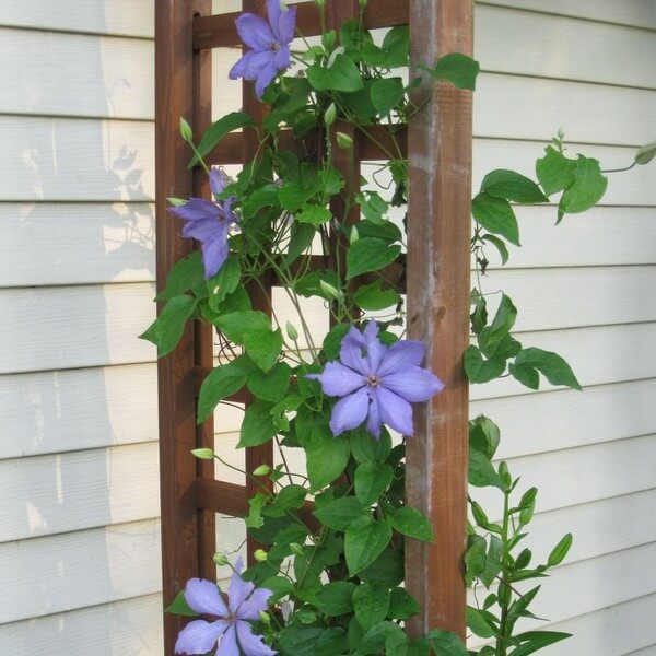 Clematis Lasurstern (wielkokwiatowy) poj, 4L - obrazek 5