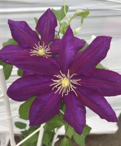 Alternative view of Clematis 'Lech Kaczyński' poj. 4L