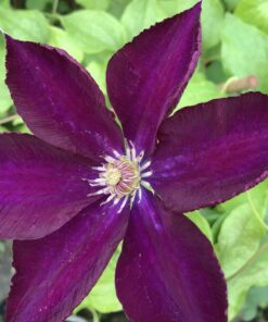 Clematis 'Lech Kaczyński' poj. 4L - obrazek 3