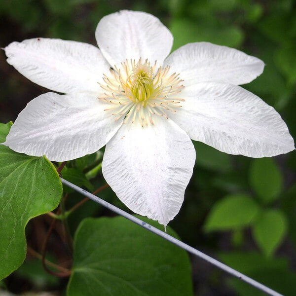 Clematis Lemon Chiffon (wielkokwiatowy) P9/C1