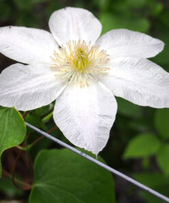 Clematis Lemon Chiffon (wielkokwiatowy) poj, 4L - obrazek 5