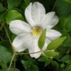 Clematis Lemon Chiffon (wielkokwiatowy) poj. 2L
